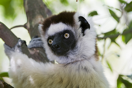 Festival of Wildlife 2026 in Madagascar